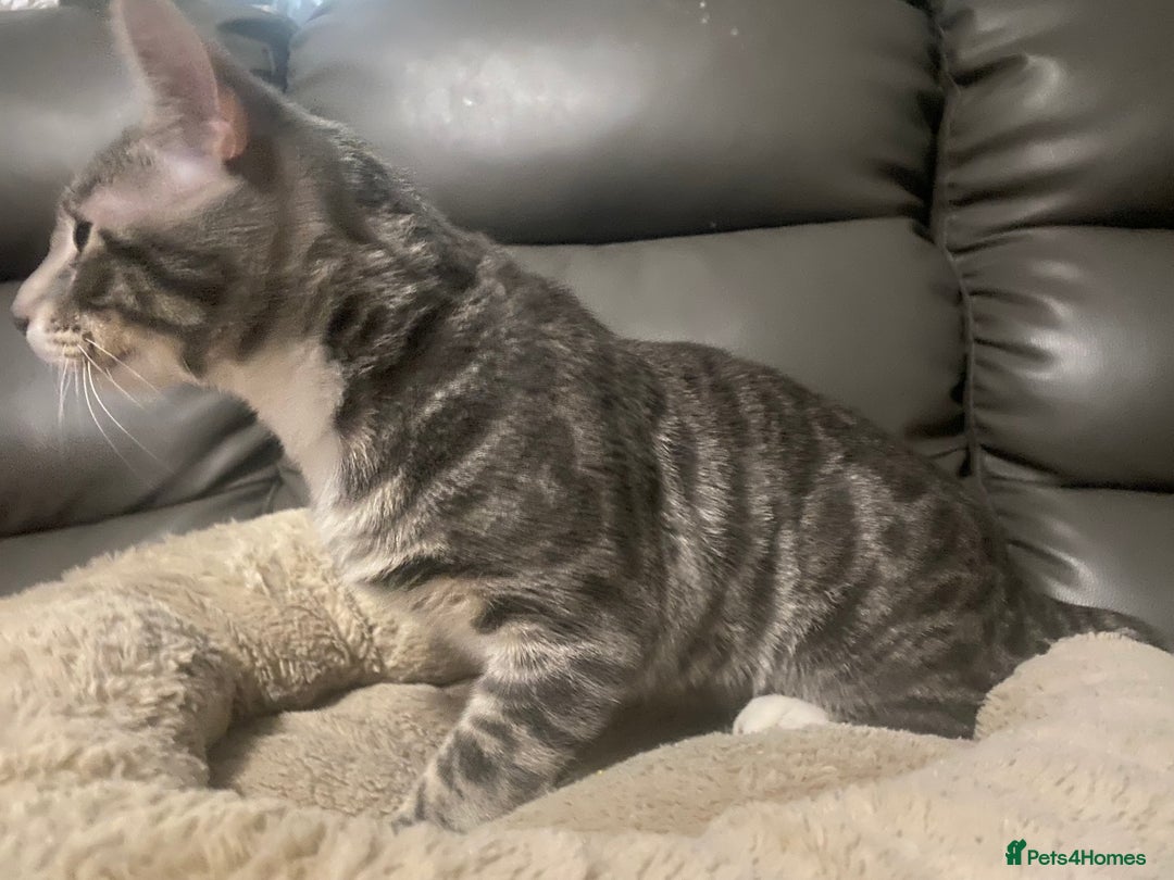 Bengal cats for sale: Stunning 6 Month Old Bengal Boy - Advert 6