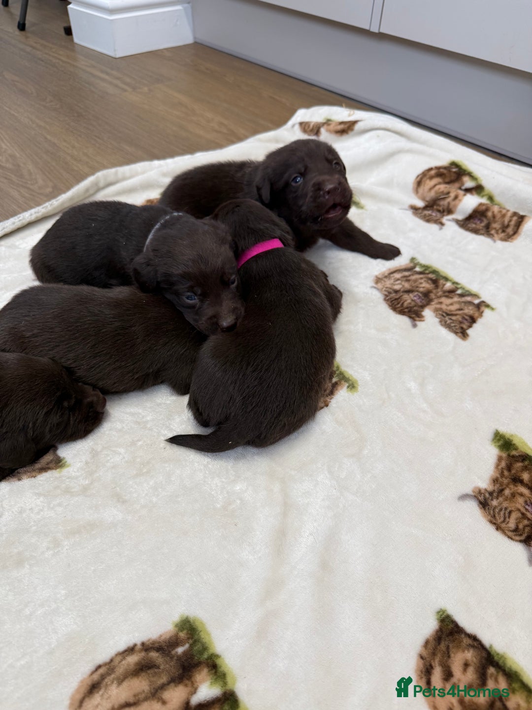 Labrador Retriever dogs for sale: Chunky chocolate labradors  - Image 18