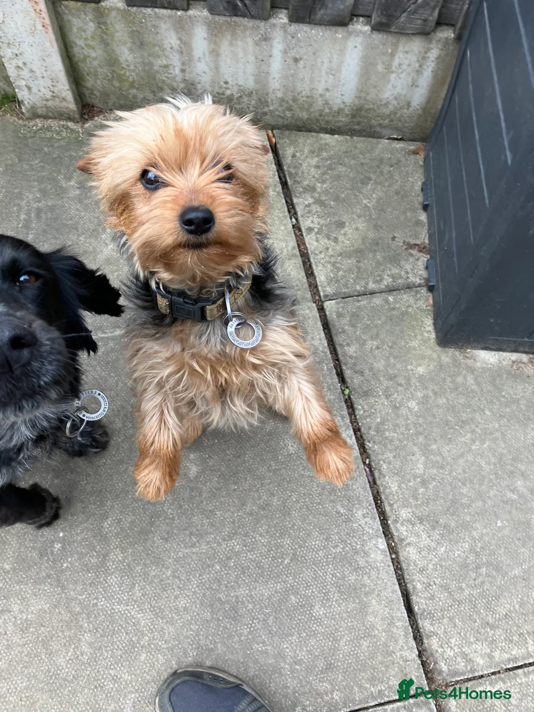 Yorkshire Terrier dogs for sale: 1 year old female Yorkshire Terrier - Advert 1