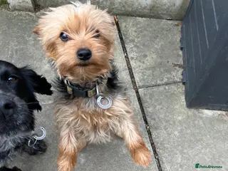Yorkshire Terrier dogs 1 year old female Yorkshire Terrier - Advert 7