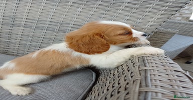 Cavalier King Charles Spaniel dogs - Advert 10