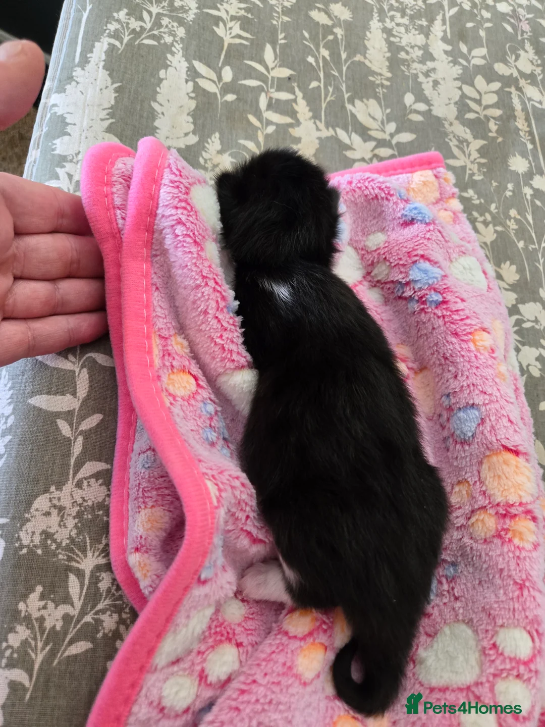 Mixed Breed cats for sale: 4 beautiful kittens 2 males & 2 females  - Advert 9