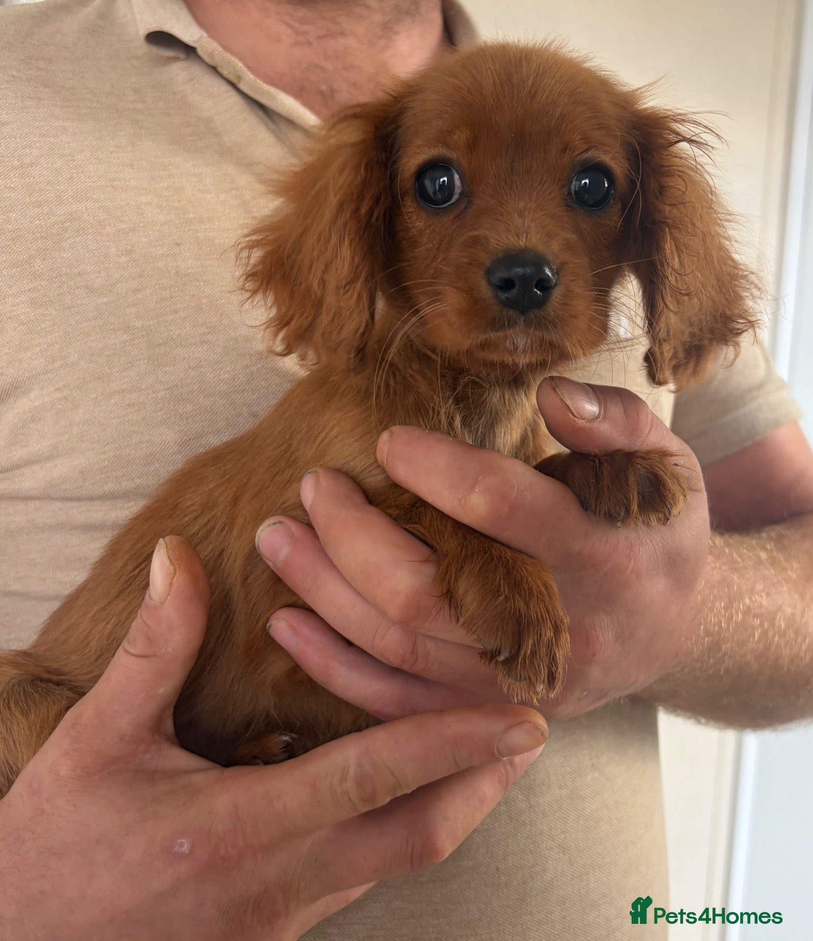 Cavalier King Charles Spaniel dogs Beautiful cavalier  - Advert 4