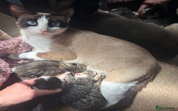 Mixed Breed cats for sale: 2 female snowshoe cross kittens - Image 6