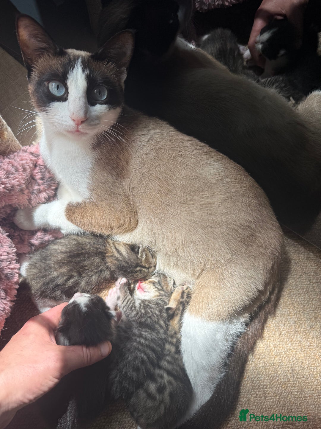Mixed Breed cats for sale: 2 female snowshoe cross kittens - Image 6