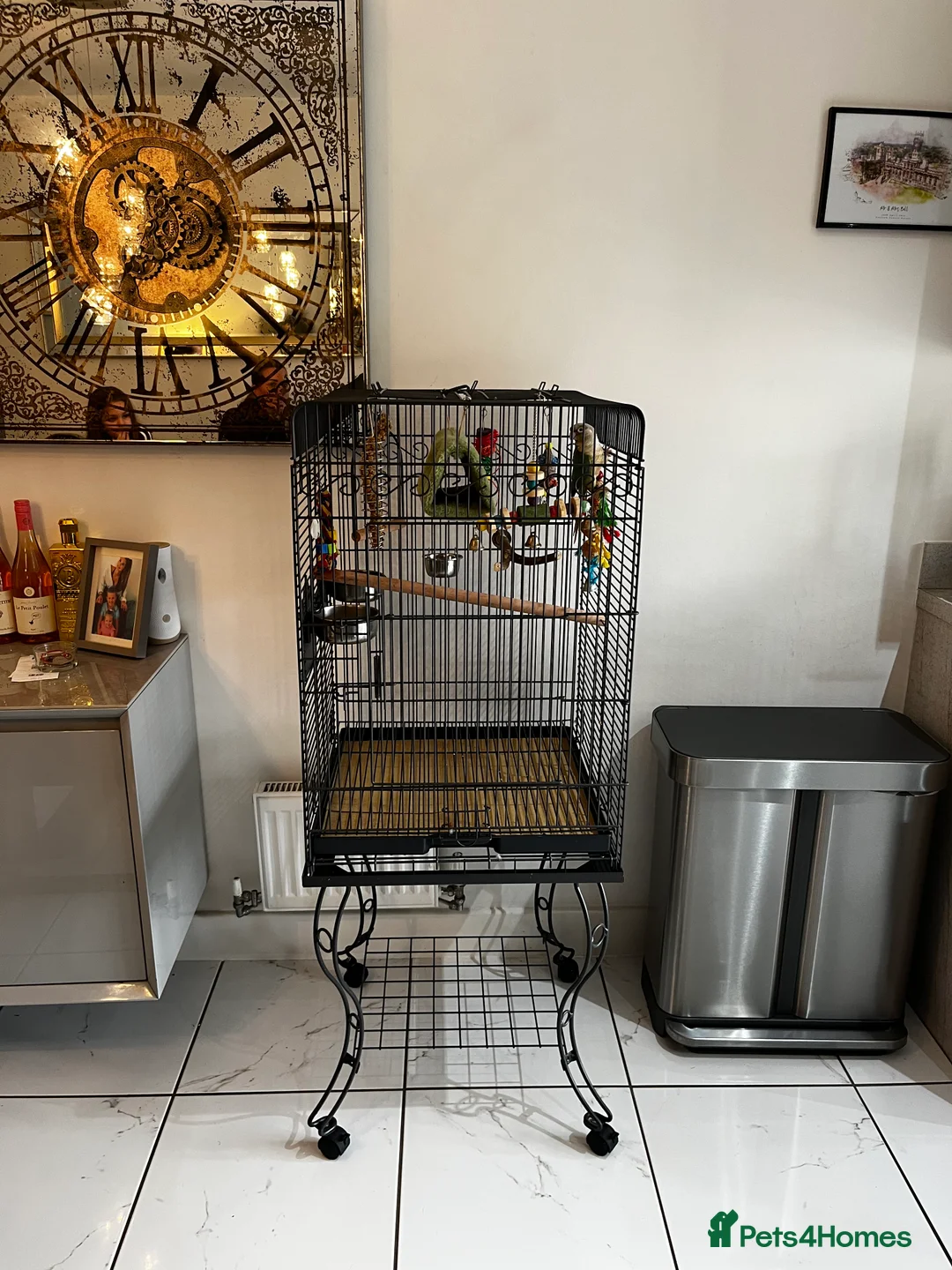 Conures birds for sale: Conure for sale with cage and toys - Advert 4