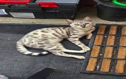 Bengal cats for sale: Bonded silver bengal boys.Have to be kept together - Image 4