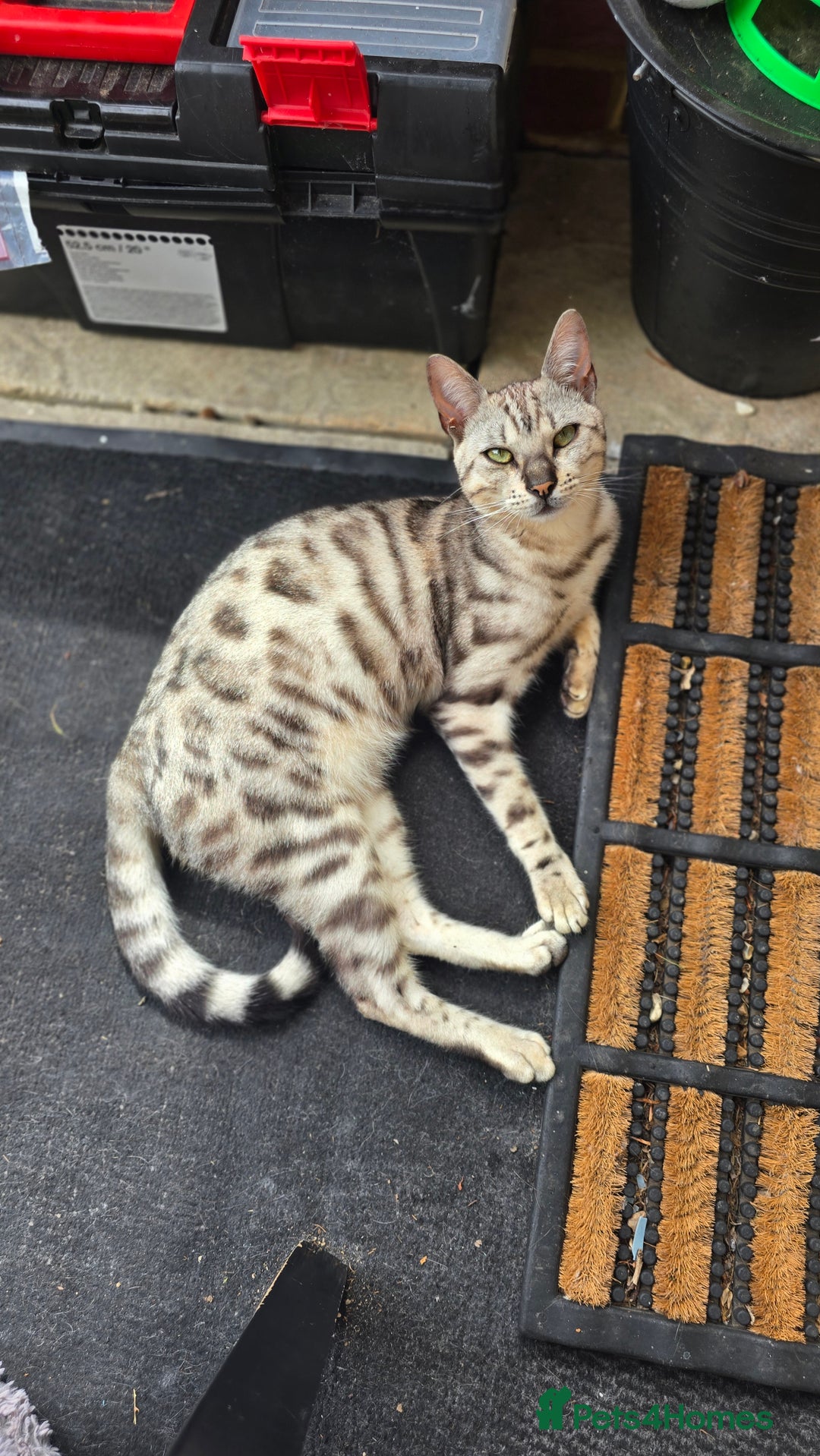 Bengal cats for sale: Bonded silver bengal boys.Have to be kept together - Image 4
