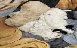 Morkie dogs for sale: Morkie puppies  - Image 2