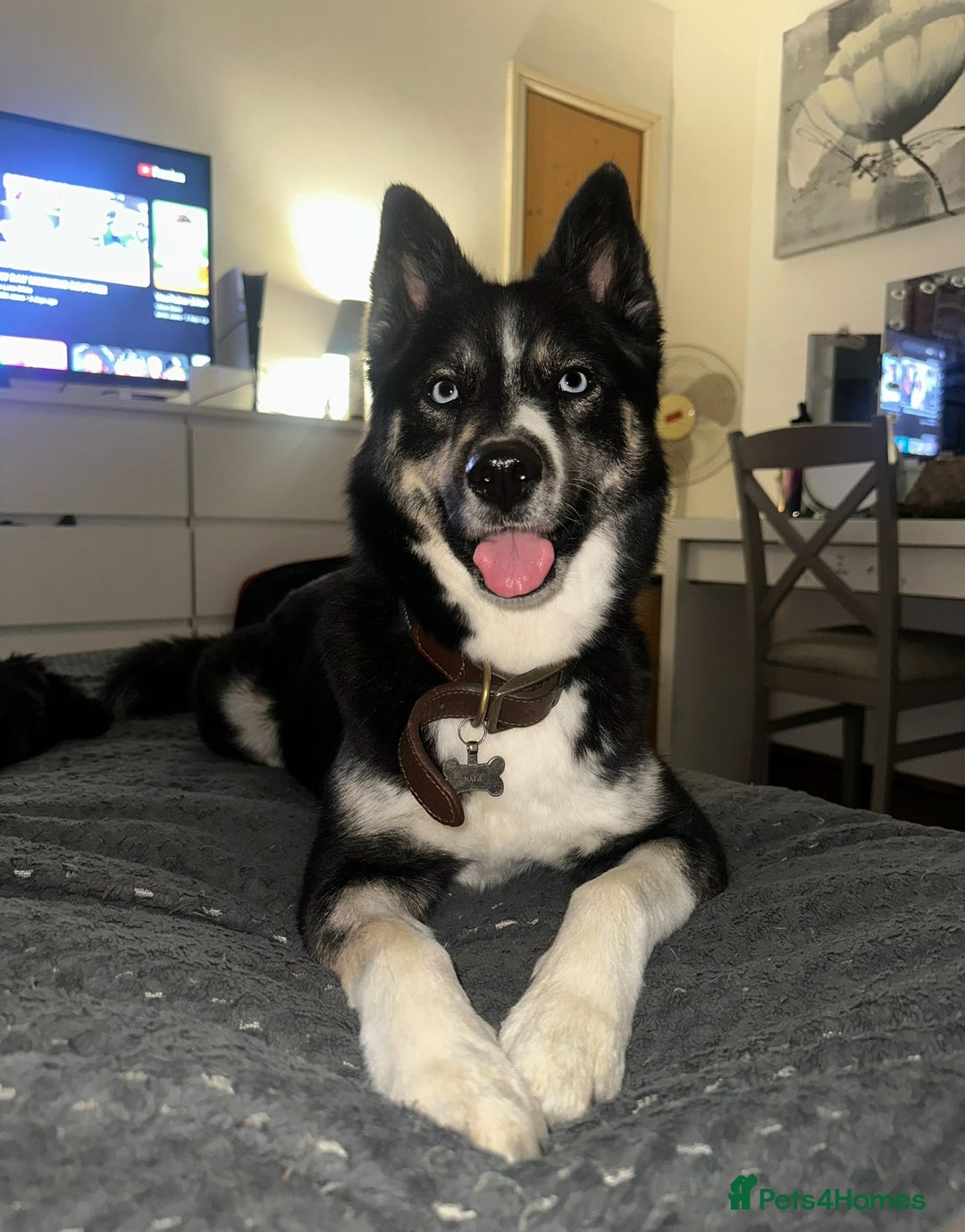 Pomsky dogs for sale: Nala the Pomsky🖤 - Advert 2