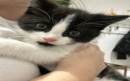 Domestic Shorthair cats for sale: Beautiful Domestic Cats-Mum,Dad&3 Adorable Kittens - Image 2