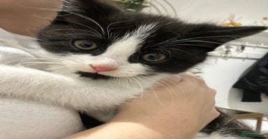 Domestic Shorthair cats - Advert 15