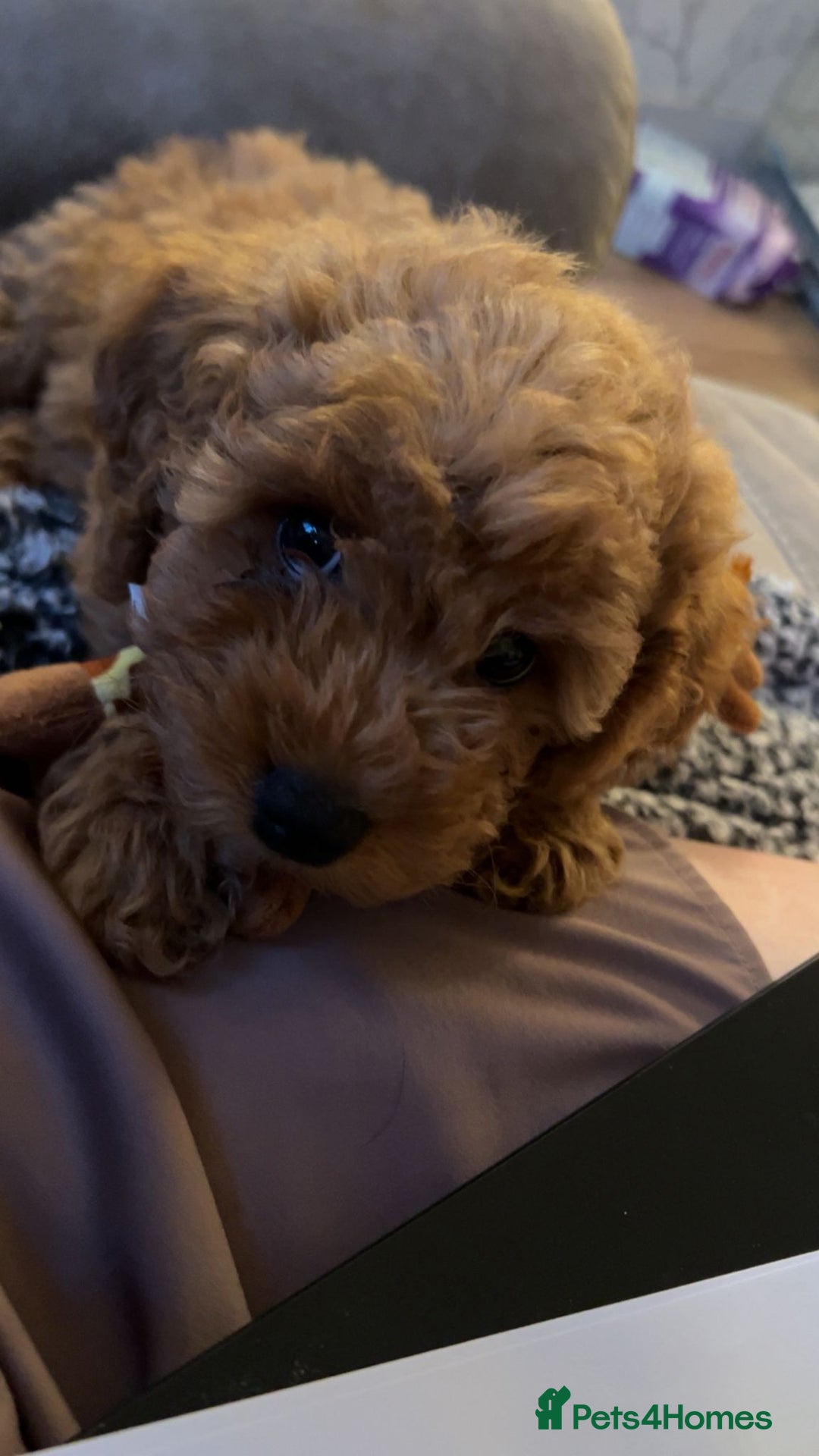 Cavapoo dogs for sale: 6 month old cavapoo (Cora) - Image 3