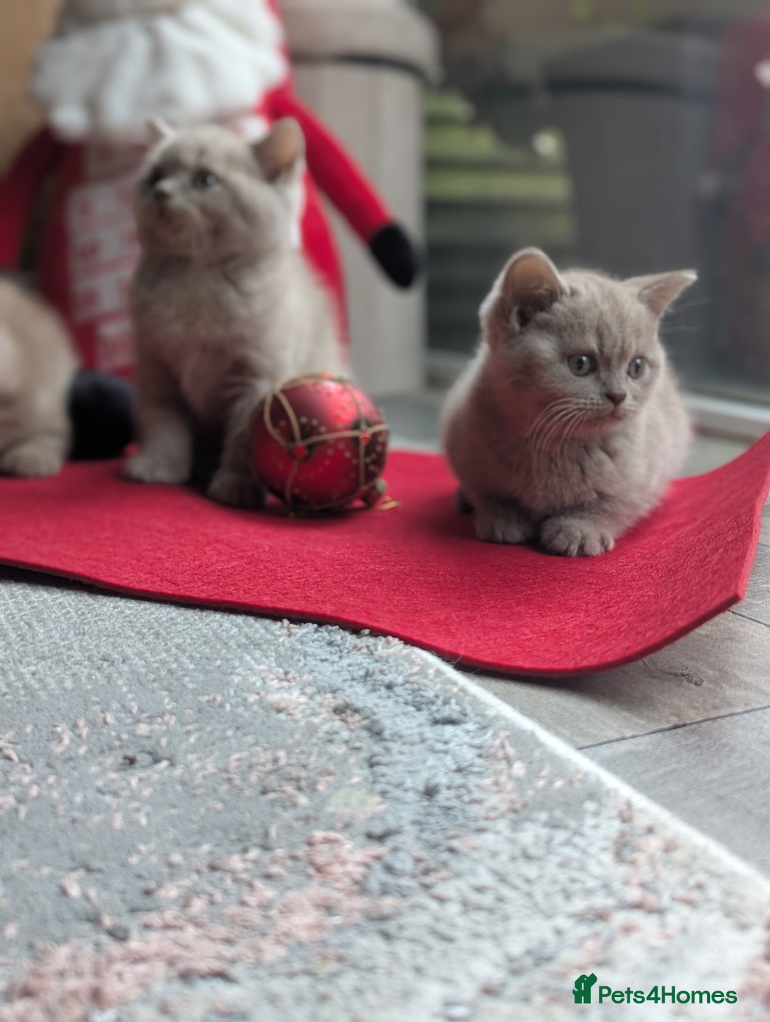 British Shorthair cats for sale: British shorthair  - Advert 10