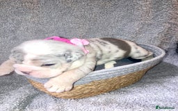 Old Tyme Bulldog dogs for sale: New English bulldogs available  - Image 8