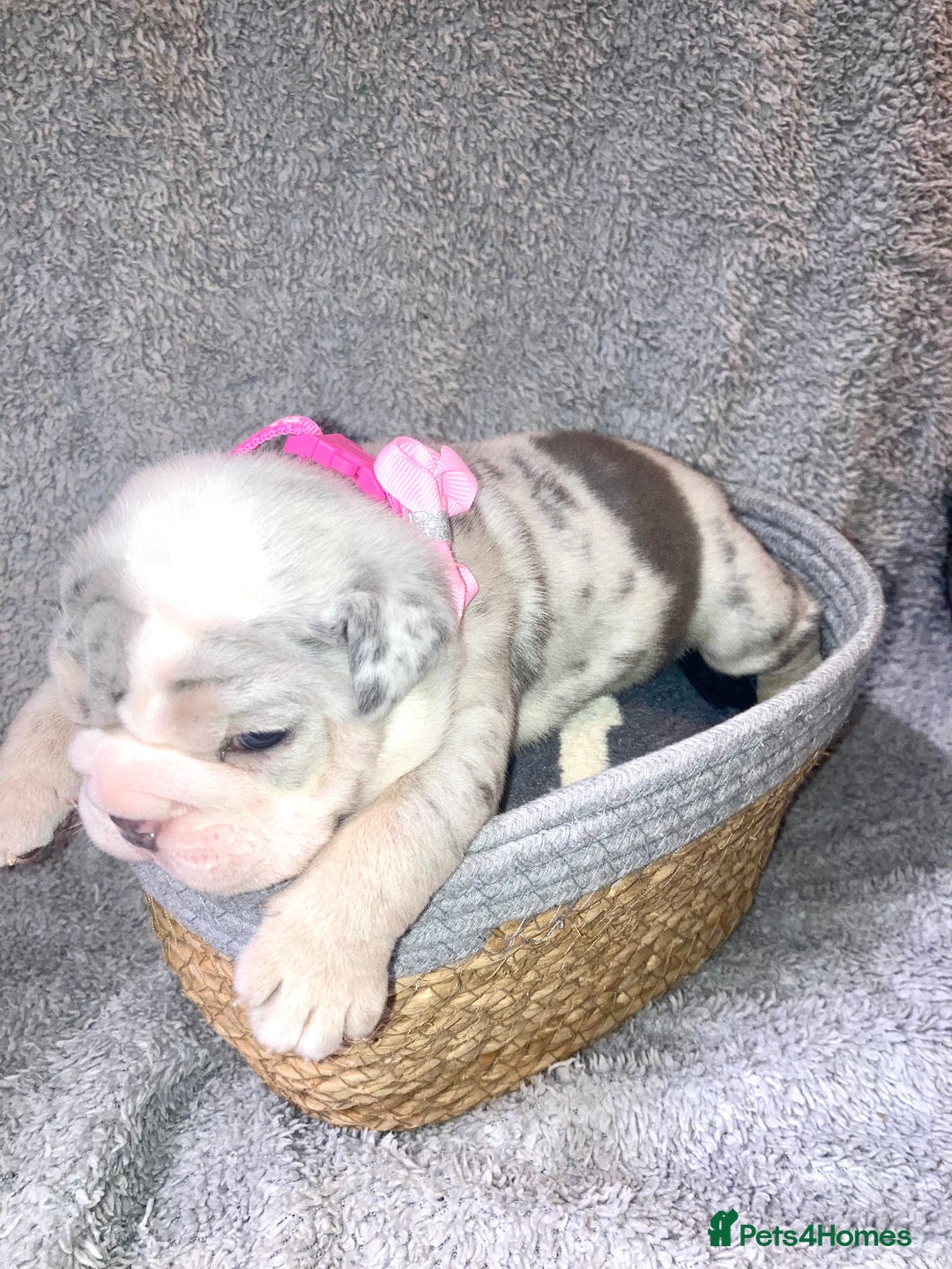 Old Tyme Bulldog dogs for sale: New English bulldogs available  - Image 8
