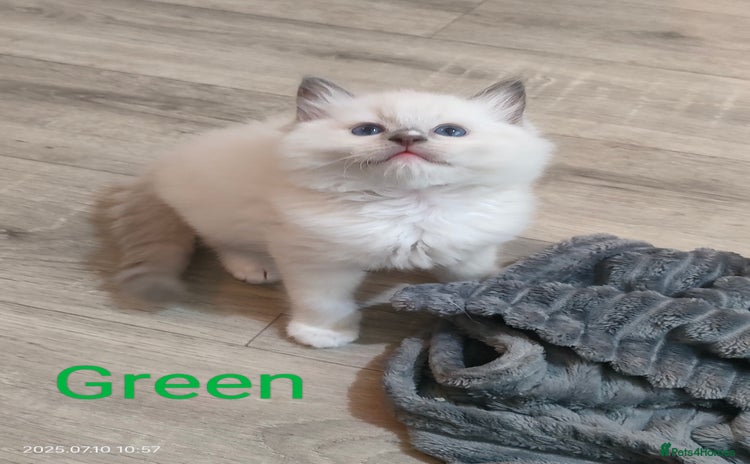 Ragdoll cats - Advert 2