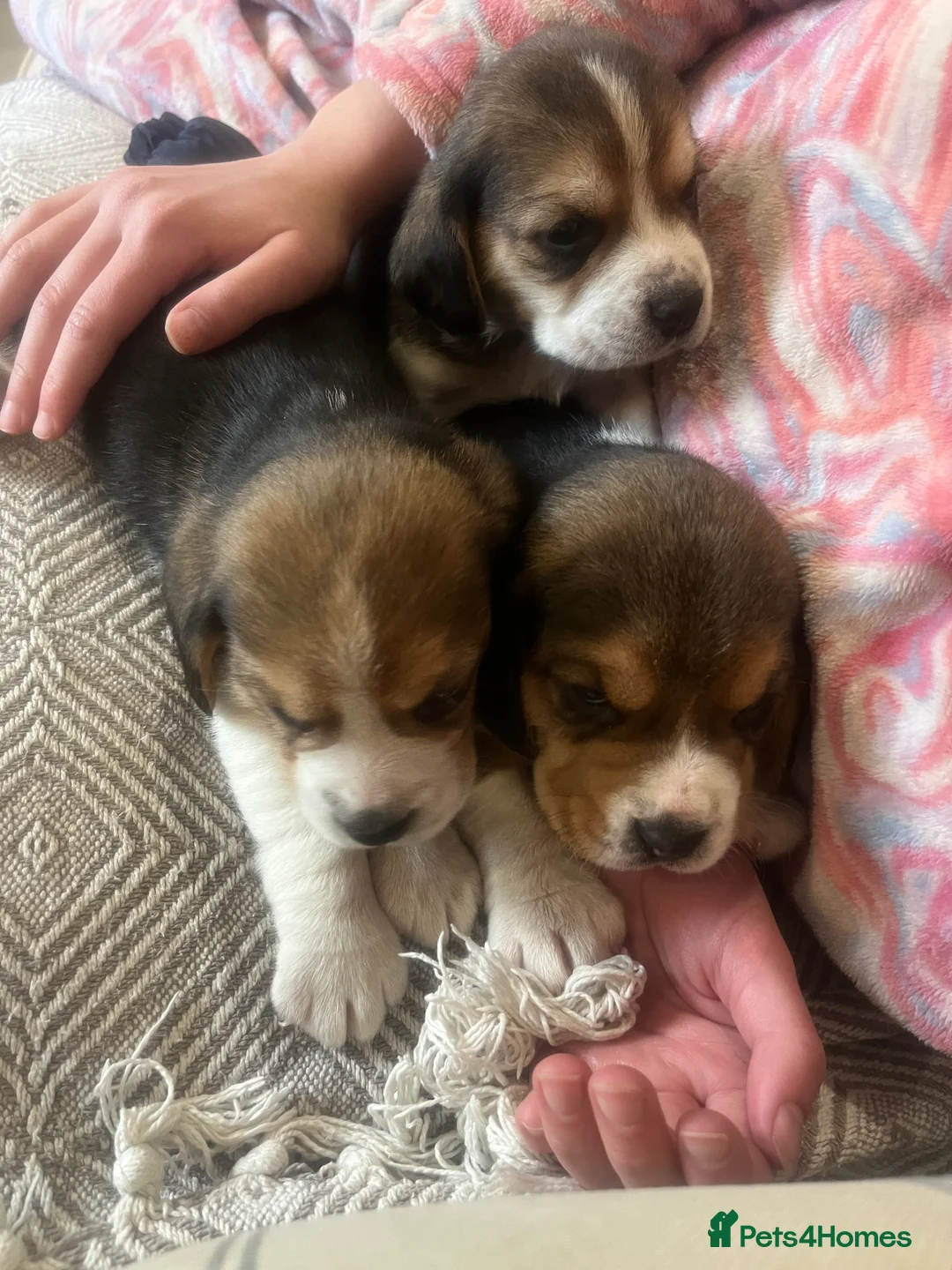 Beagle dogs for sale: Pedigree Beagle Puppies – Ready 7th February 2026  - Advert 17
