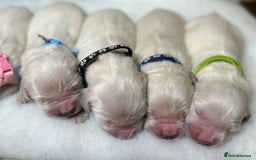 Golden Retriever dogs for sale: Outstanding Champion Lines KC Registered - Image 9