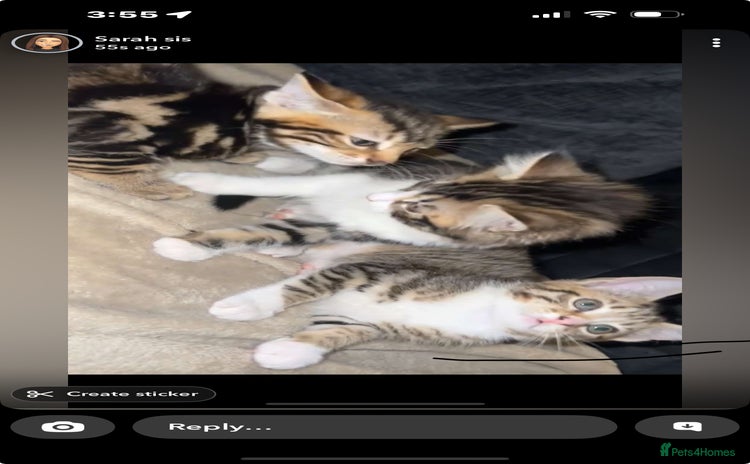 Domestic Shorthair cats - Advert 1