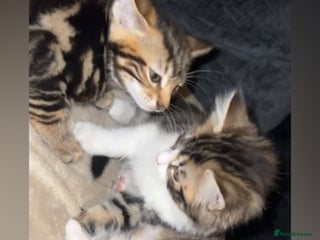 Domestic Shorthair cats - Advert 15