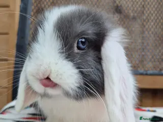 Mini Lop rabbits Mini lops 1 boy left - Advert 3
