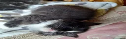 Maine Coon cats for sale: Mainecoon kittens for sale  - Advert 6