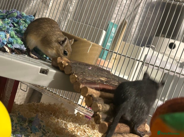 Gerbil rodents - Advert 1