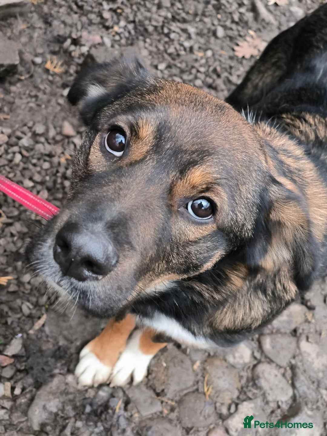 Mixed Breed dogs for adoption: 💙🐶 KOKOS 🐶💙 - Advert 17