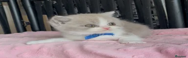 British Shorthair Kitten 1