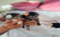 LaPerm cats for sale: Long Coat Laperm kittens - Image 22