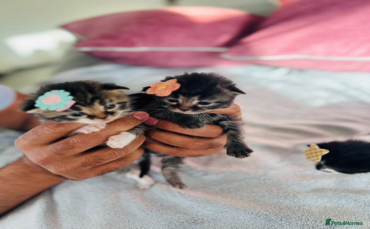 LaPerm cats - Advert 1