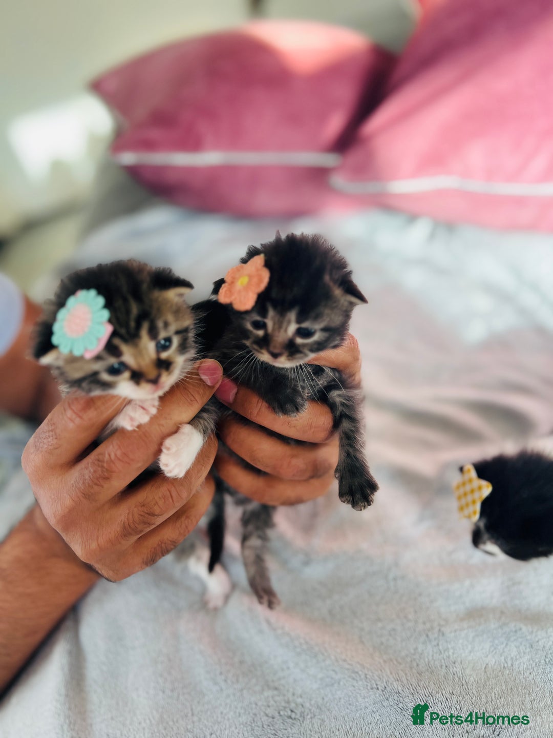 LaPerm cats for sale: Long Coat Laperm kittens - Image 22