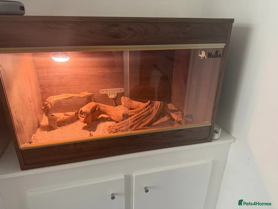 Bearded Dragon reptiles for sale: Virgil bearded dragon - Advert 2