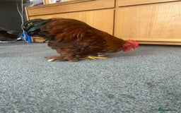 Chickens poultry for sale: Bantam cockerel looking for loving home!  - Image 3