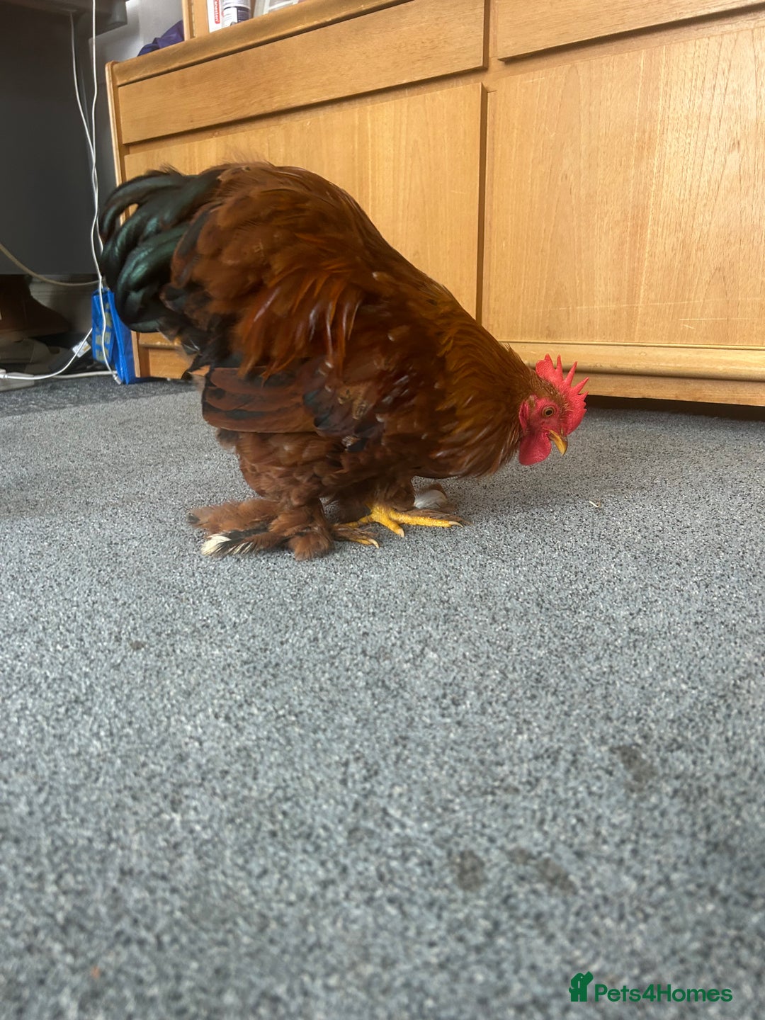 Chickens poultry for sale: Bantam cockerel looking for loving home!  - Image 3
