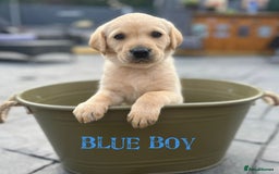 Labrador Retriever dogs for stud: Lovely handsome stud lucerys in Orpington - Image 19