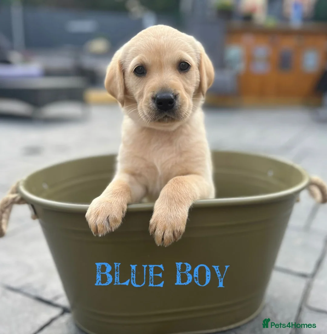 Labrador Retriever dogs for stud: Lucerys Targaryen Lee in Orpington - Advert 19