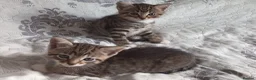 Siberian cats for sale: 4 kittens for sale - Advert 19