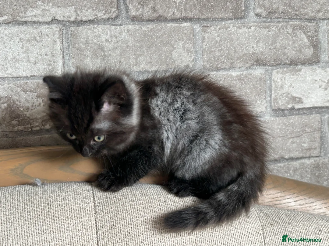 Ragdoll cats for sale: Half ragdoll kittens  - Advert 13