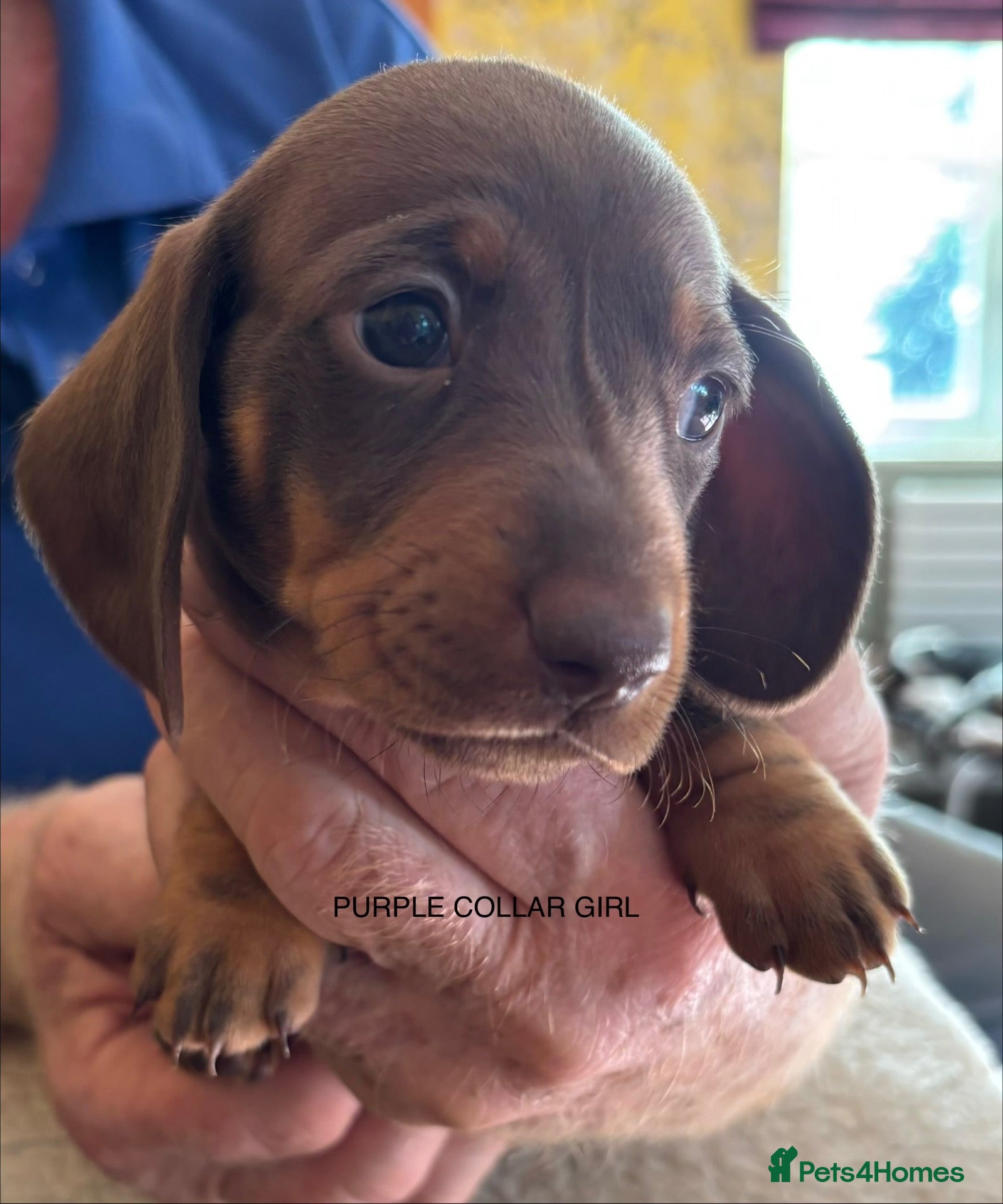 Miniature Dachshund dogs Adorable litter of Miniature Dachshund Puppies - Advert 2