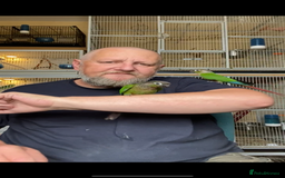 Conures birds for sale: Green cheek conures hand raised and silly tame - Image 7