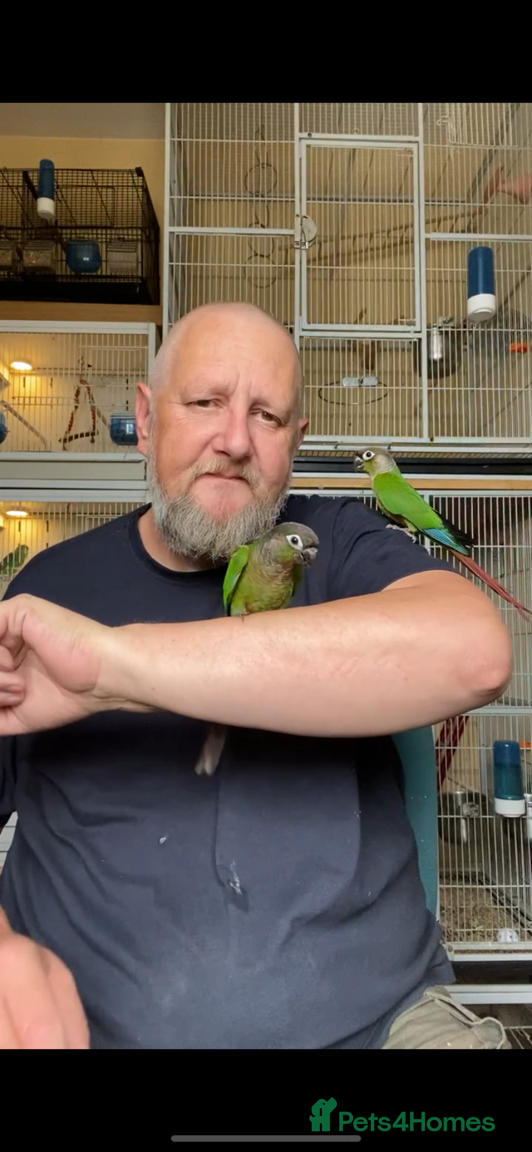 Conures birds for sale: Green cheek conures hand raised and silly tame - Image 7