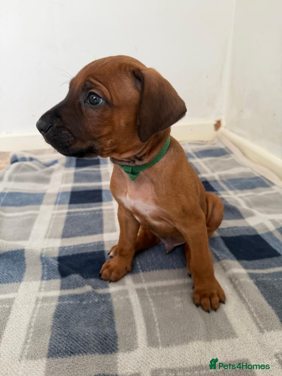 Rhodesian Ridgeback dogs for sale: Stunning KC Registered Rhodesian Ridgeback Puppies - Advert 30