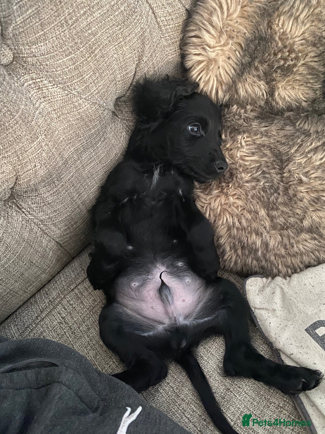 Cockapoo dogs for sale: 5 cockapoo puppies for adoption - Advert 7