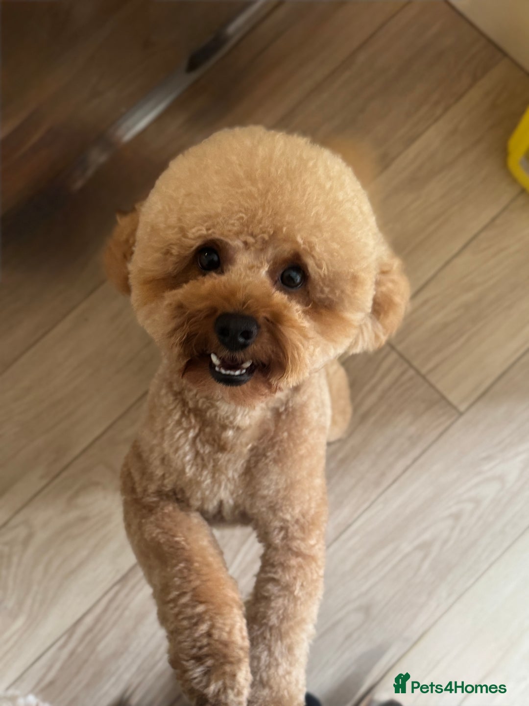 Toy Poodle dogs for stud: Toy Poodle KC - Stud and  fully health tested  - Advert 18