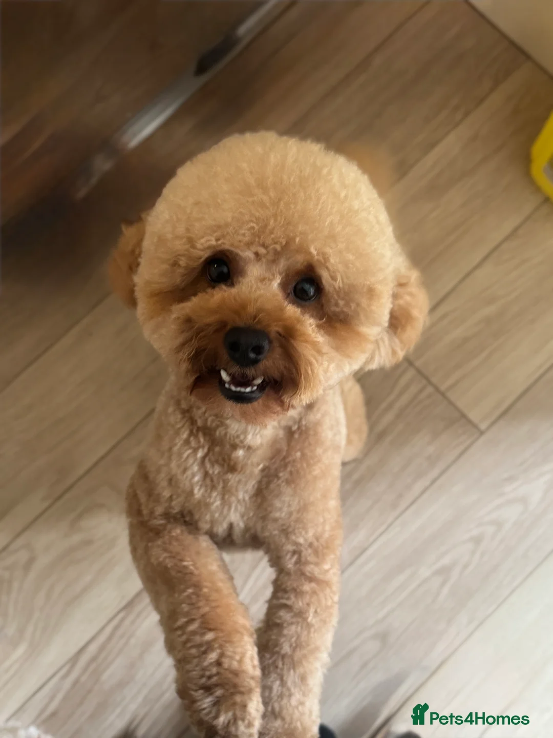 Toy Poodle dogs for stud: Charlie KC Toy poodle  extensively health tested  - Advert 17