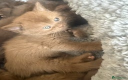 British Shorthair cats for sale: British shorthair kittens  - Image 26