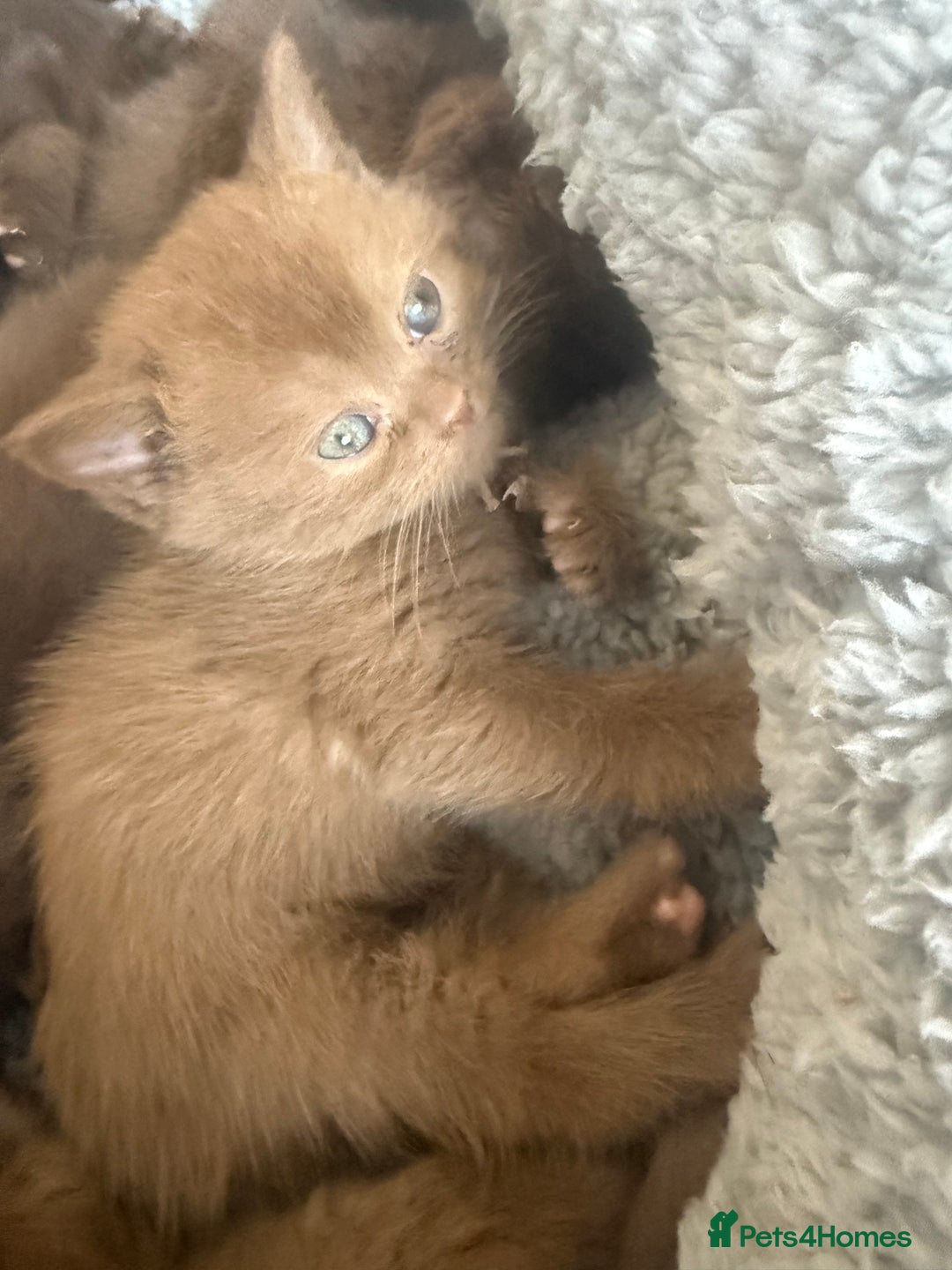 British Shorthair cats for sale: British shorthair kittens  - Image 26
