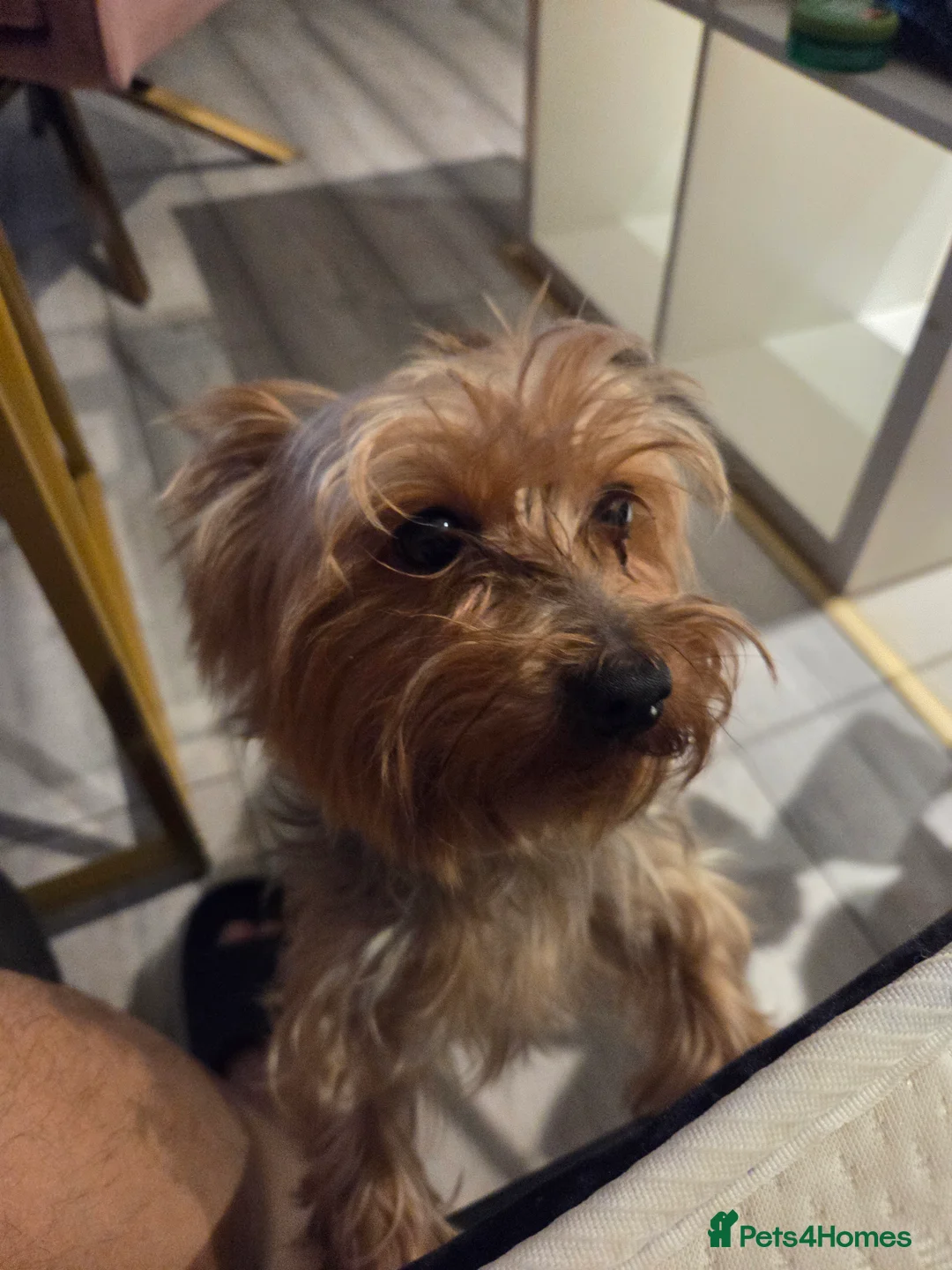 Yorkshire Terrier dogs for stud: Reggie  - Advert 4